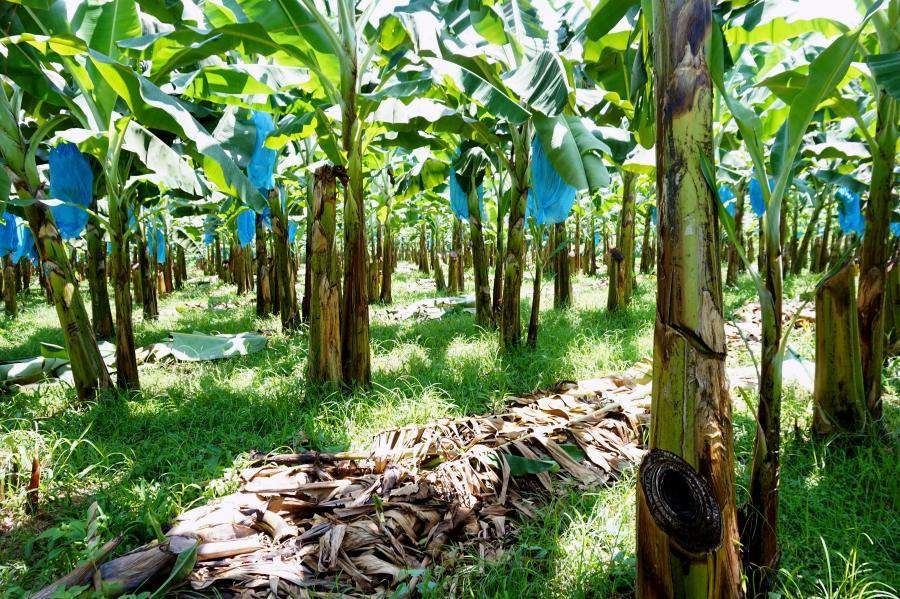 Life on a Banana Farm – Part 2