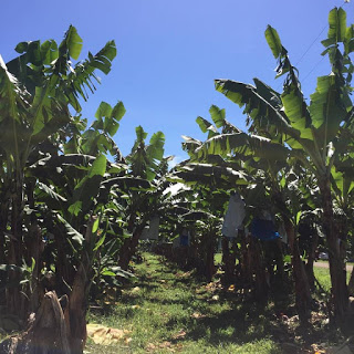 Banana Trees