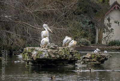 Pelican colony in St James’s Park Pelican colony in St James’s Park